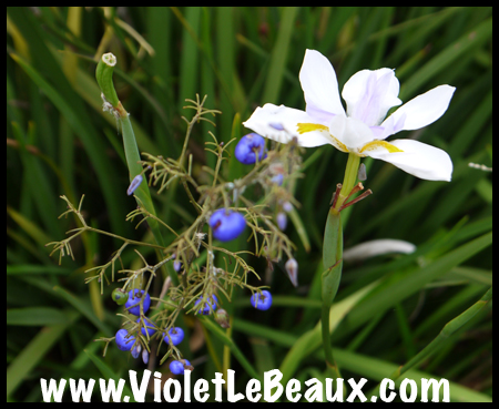 VioletLeBeaux-Melbourne-Zoo-1030079_1340 copy